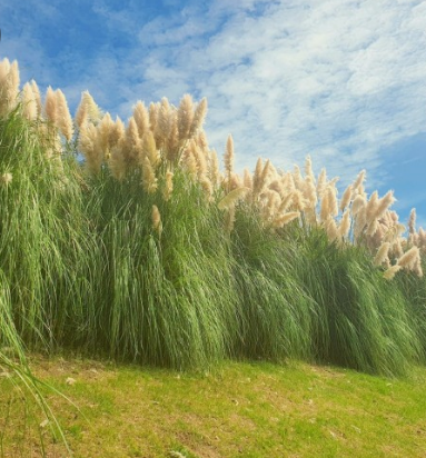 가을에 꼭 가야 하는 억새 명소