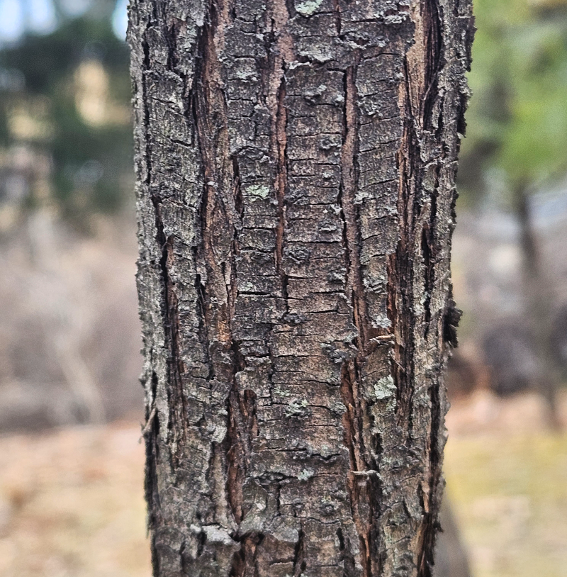 수수꽃다리 수피1