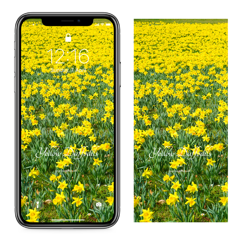 05 노란색 수선화 꽃밭 C - Yellow Daffodils 아이폰봄배경화면