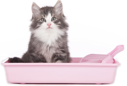 화장실에 앉아 있는 고양이.