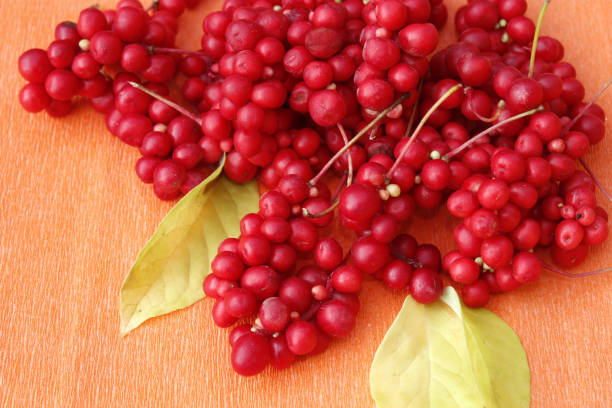 오미자차의 효능 5가지