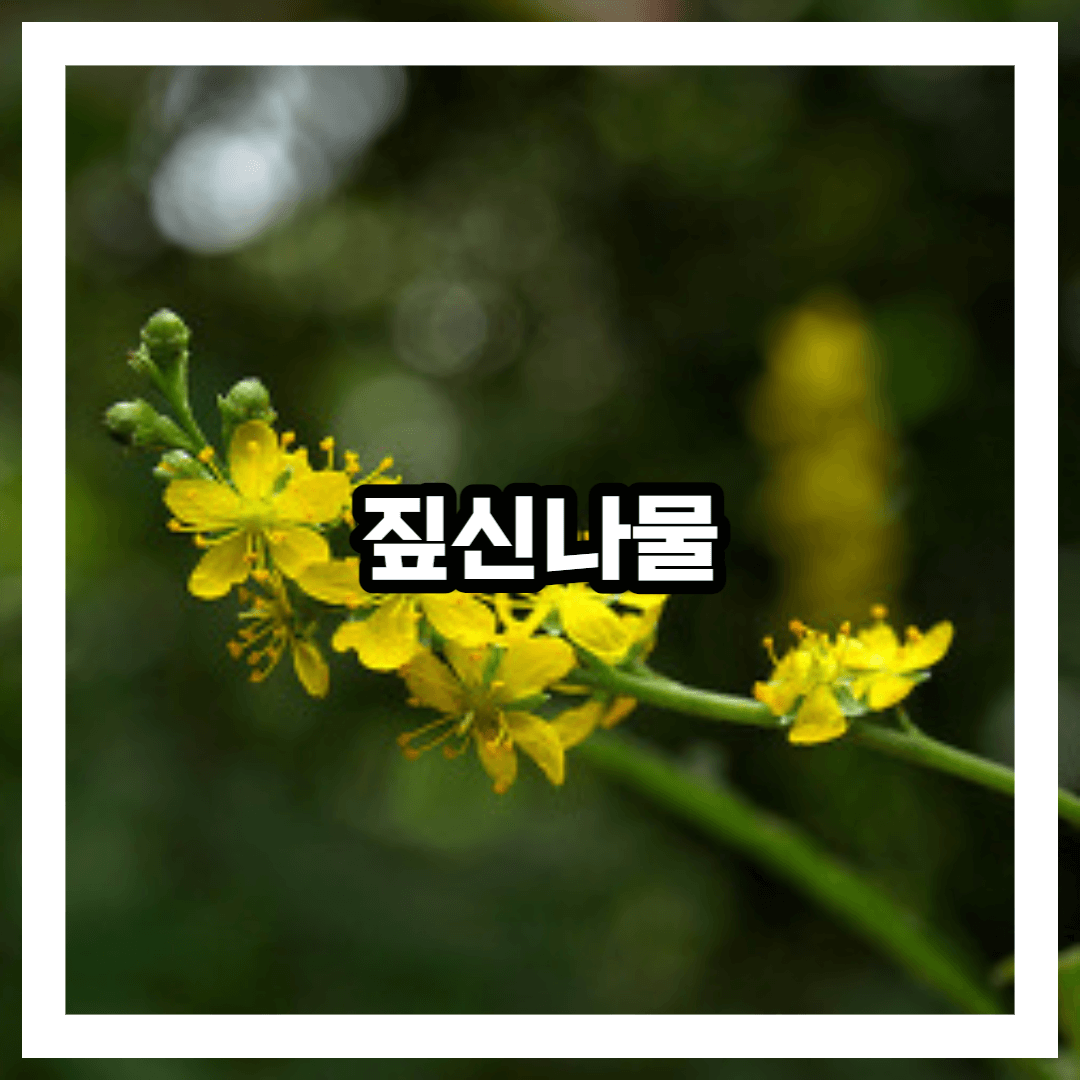 짚신나물 특징 및 생김새 성분 효능 효과 이용법 먹는법 항암효과 총정리