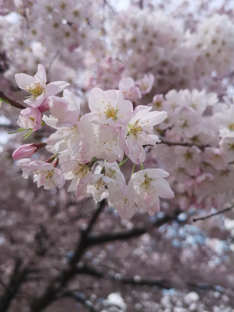 보은 벚꽃길 축제