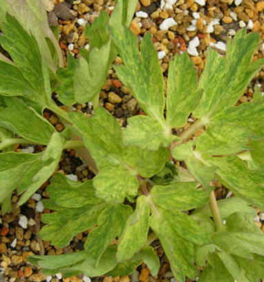 방풍나물 효능 부작용 요리 고르는법 칼로리