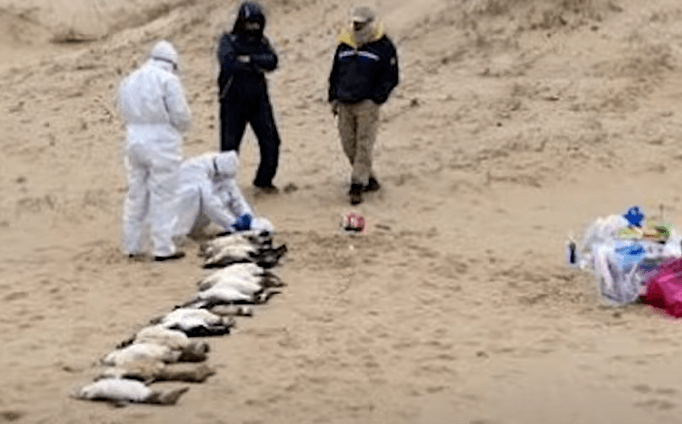 우루과이 펭귄 떼죽음