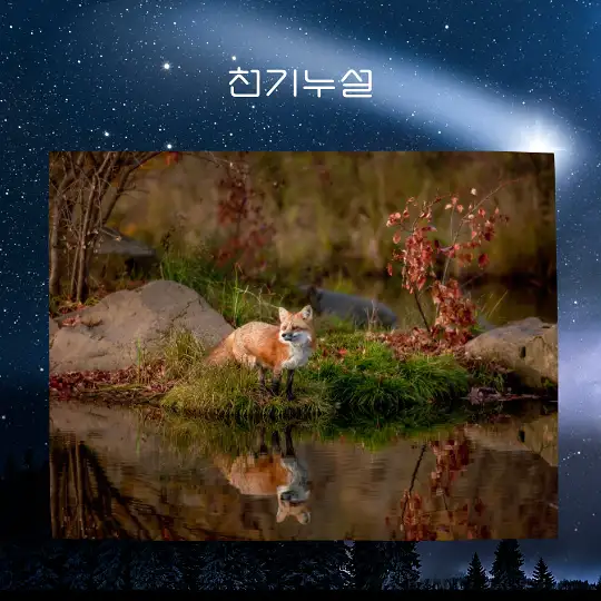 여우가 등장하는 꿈 해몽