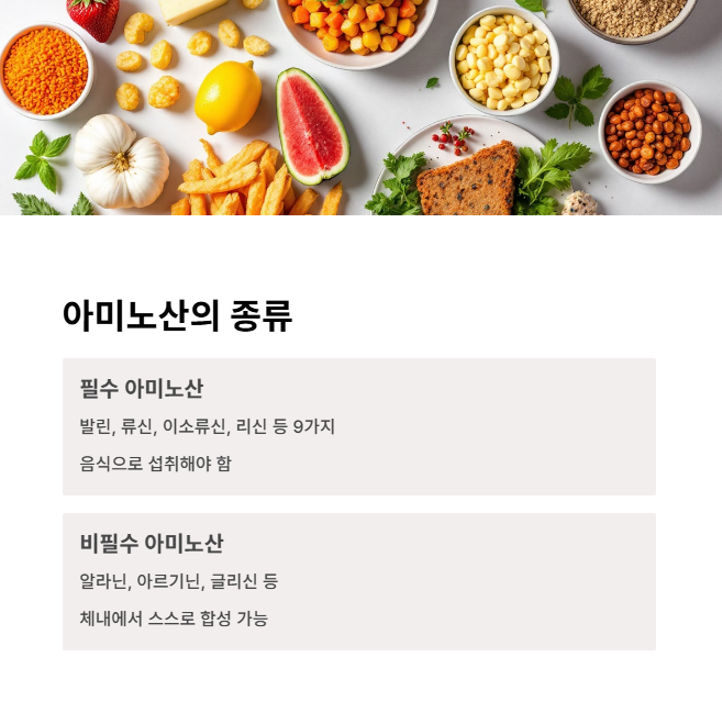 필수 아미노산과 비필수 아미노산