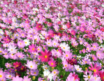 가을에 피는 꽃 수레국화