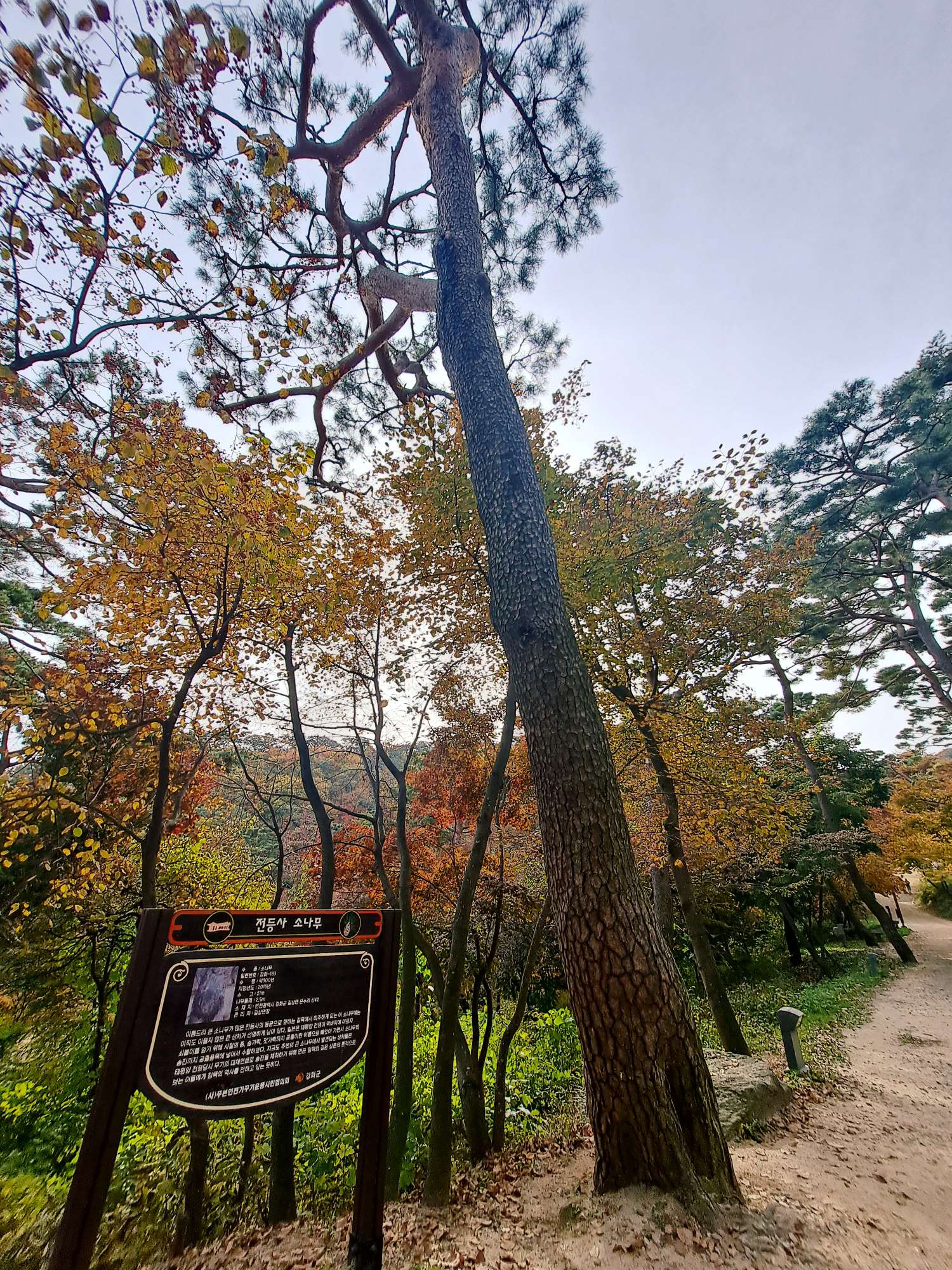 전등사 소나무