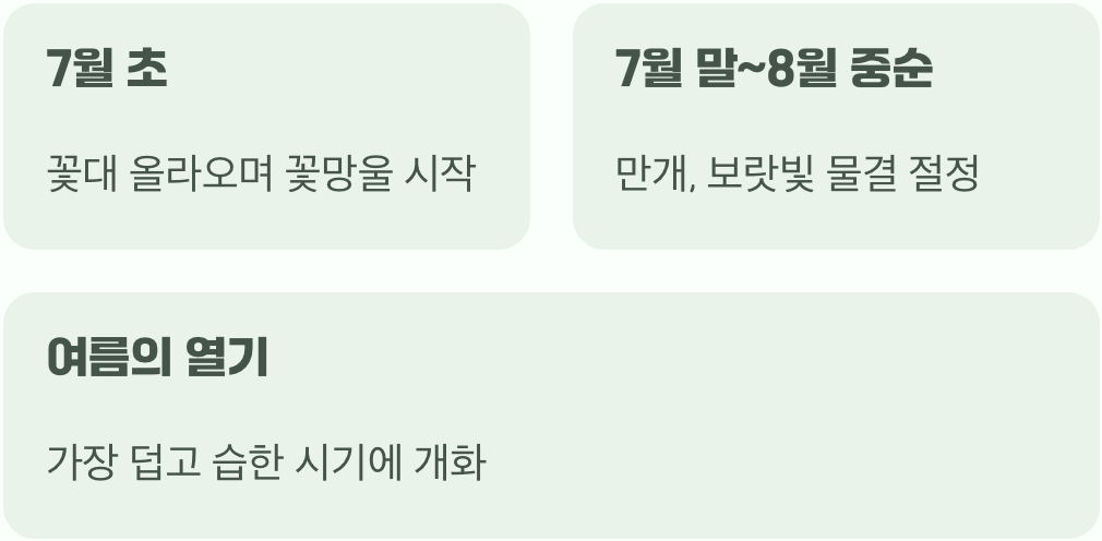 가장 뜨거울 때 피어나는 여름의 보석