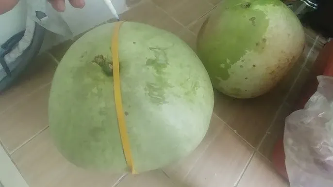 박 재배 직파 심기 순 따기 말림 보관_9