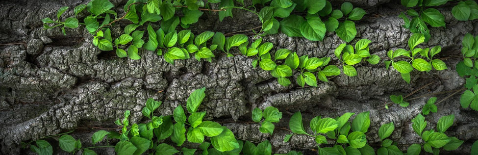 알레르기 전문의가 추천하는 봄 알레르기 관리법 (의사 조언) 관련 사진