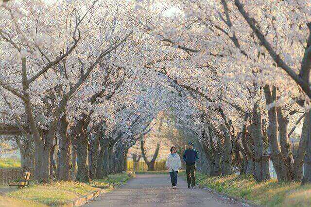 🌸 “3월 지나면 늦어요”… 은행이자보다 좋은 벚꽃 배당주, 지금이 기회!