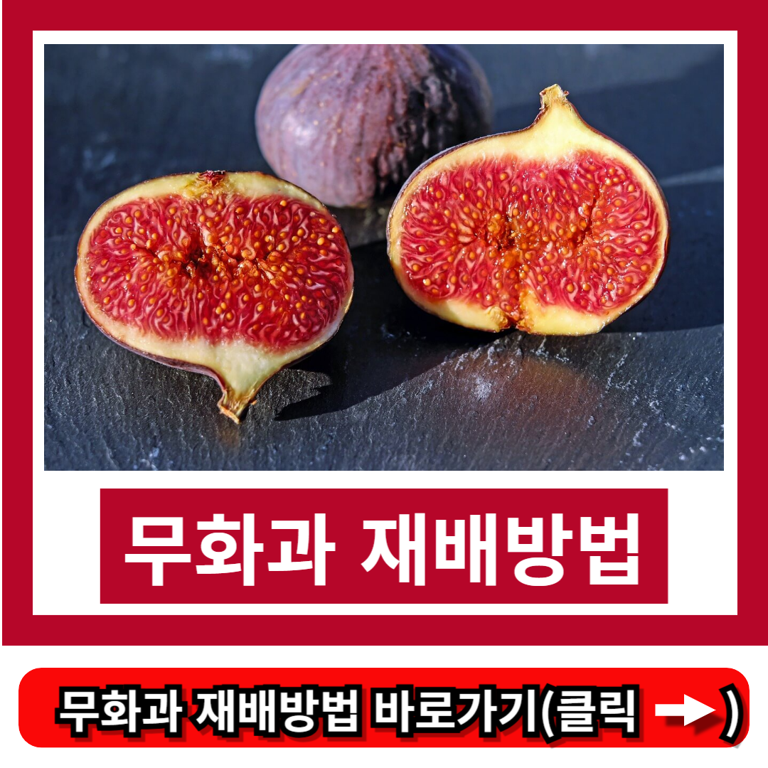 무화과 재배방법