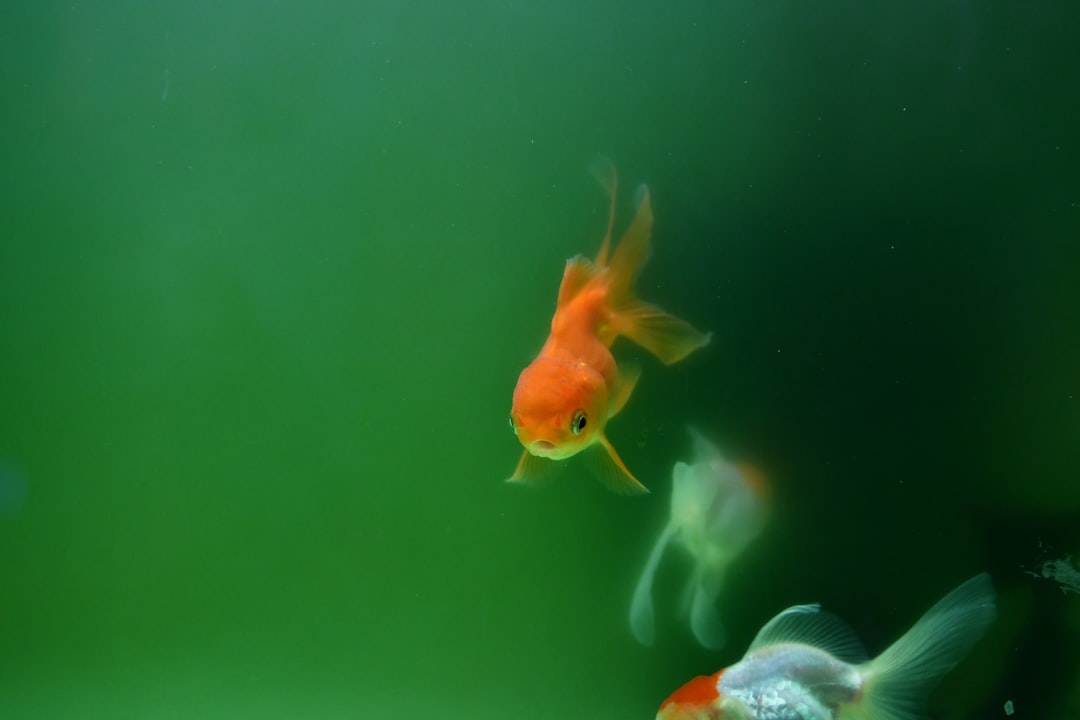 Krill