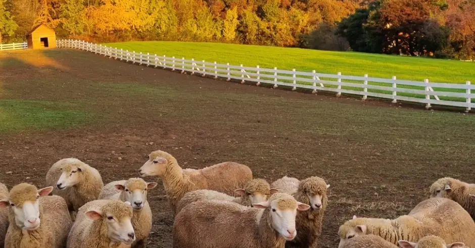 농도원-목장-입장료-예약-방법-목장-체험-프로그램