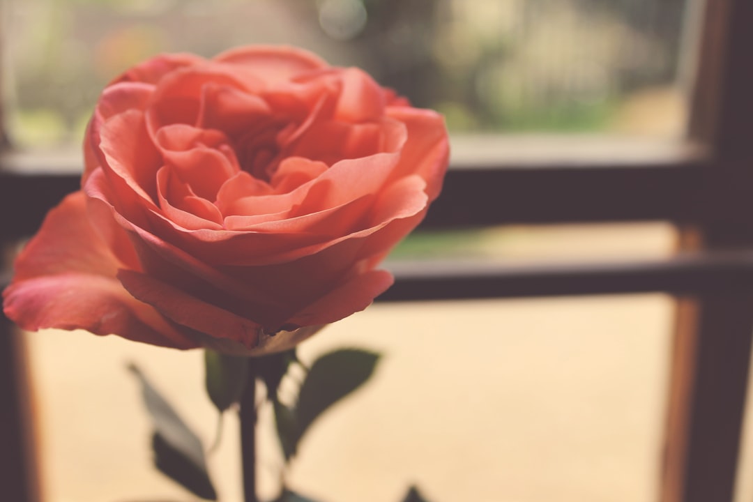 Romanticist