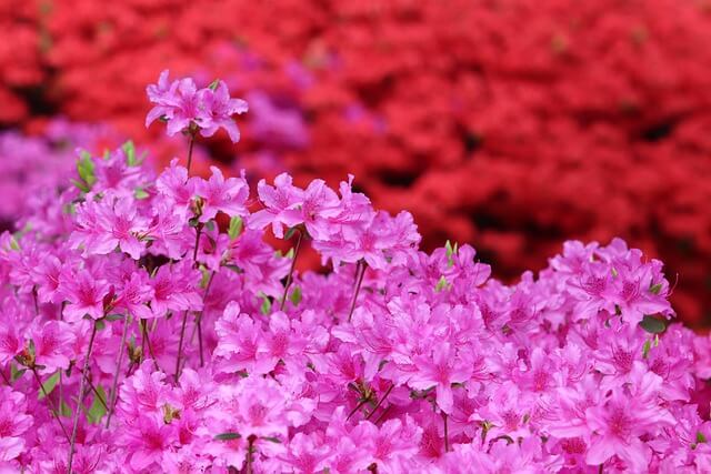 군포철쭉축제 가는방법 