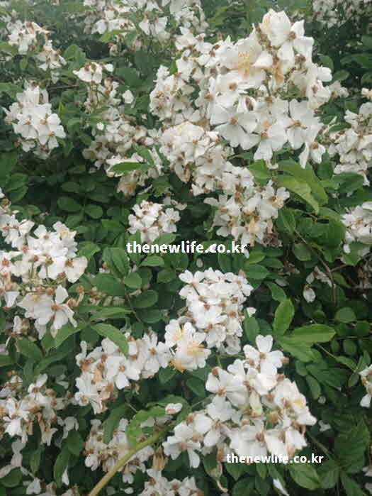 찔레꽃 효능 염증 완화 캄페롤 성분