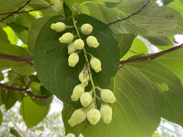 쪽동백나무 열매