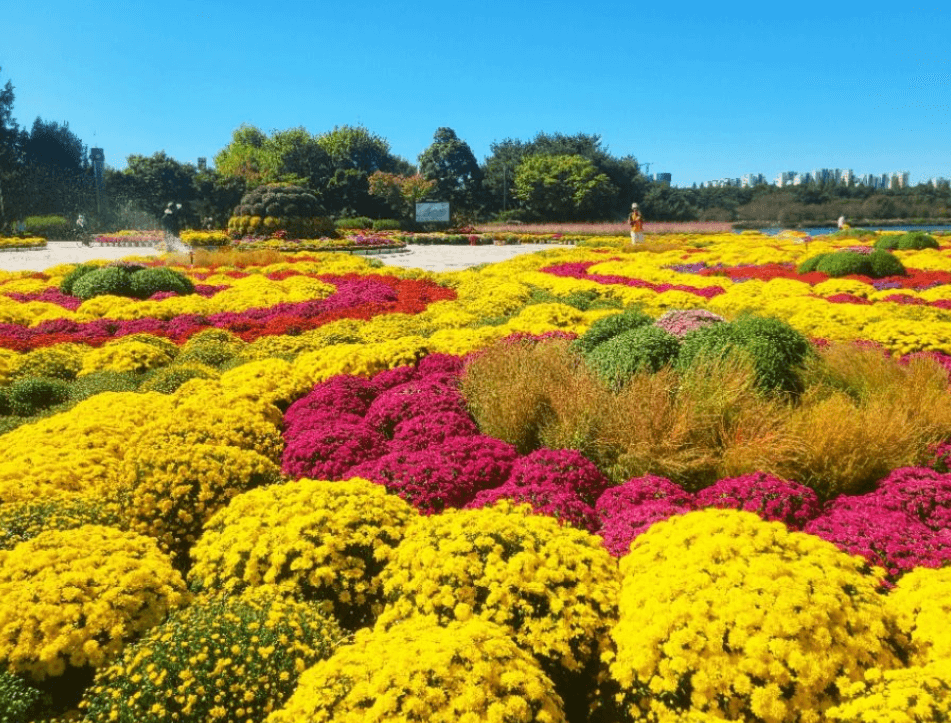 고양가을꽃축제