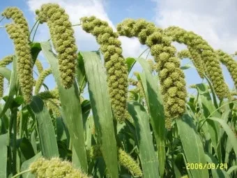 조 재배 건조 강한 작물 파종 방법 초보 가이드_6