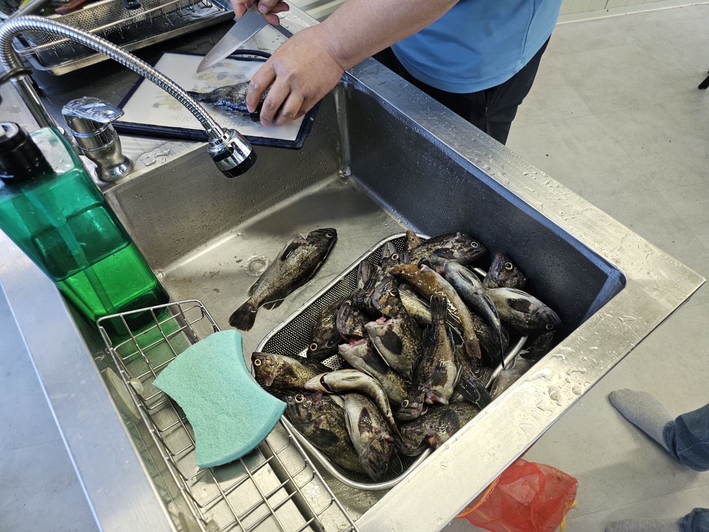 오이도(시흥 시화방조제) 배낚시 후기-Boat Fishing at Oido