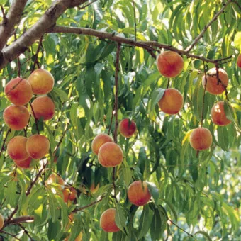 복숭아 나무 한살이 시기_6