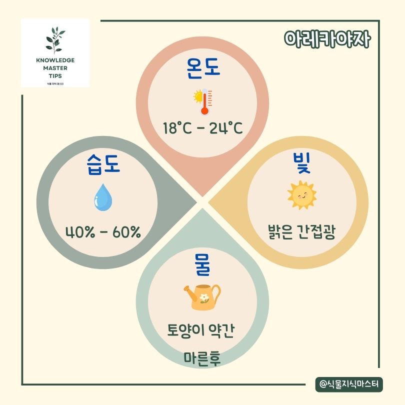 아레카야자 키우기 기본 관리 방법
