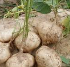 히카마 심는 시기