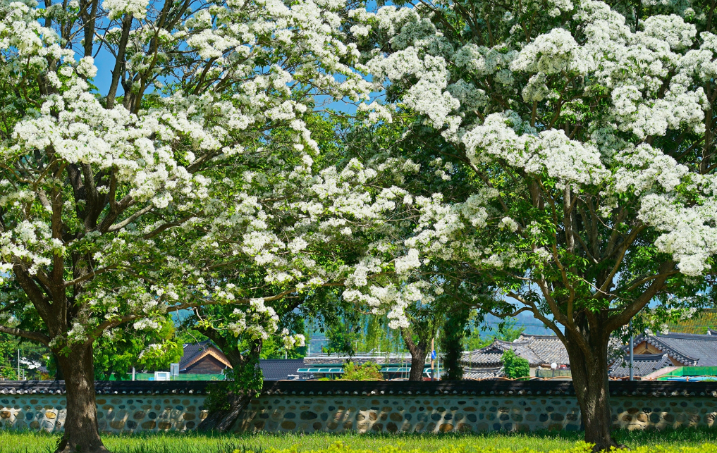 경주 오릉 이팝나무