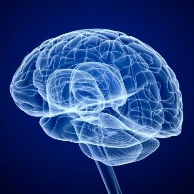 뇌과학 사진