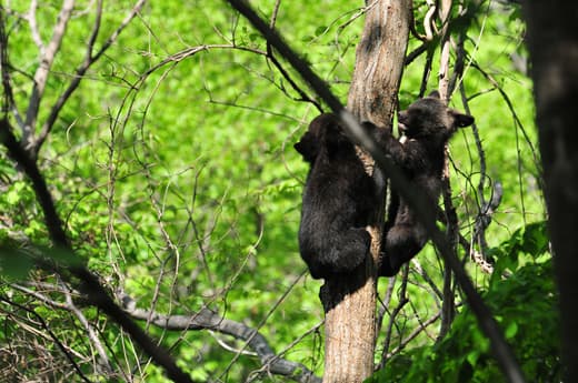 우리나라의 반달가슴곰, 보존은 어디까지 왔을까?