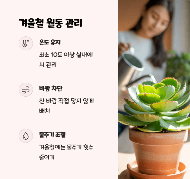 칼란디바