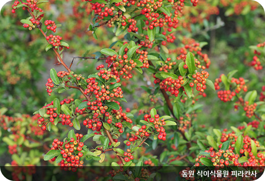 한밭수목원 동원 식이식물원피라칸사 이미지/출처: 한밭수목원 홈페이지