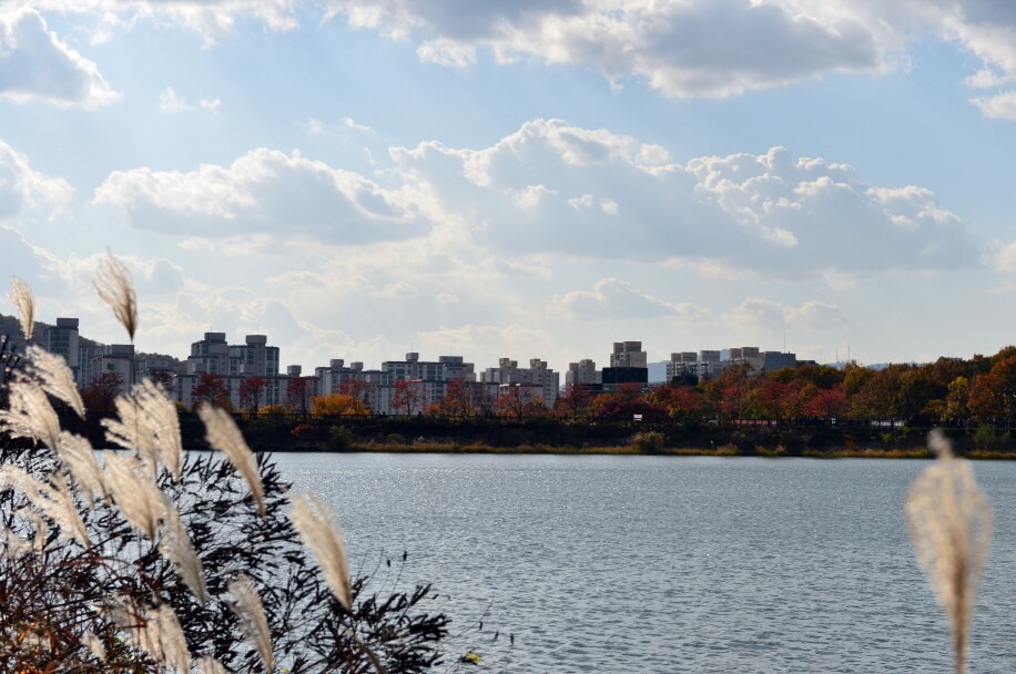 반려견과 함께 떠나는 분당·판교 가을산책 단풍명소 추천 : 탄천산책로·율동공원·판교생태공원