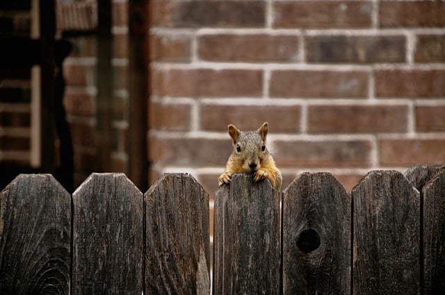들깨 파종시기 바로 보기 5
