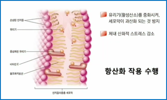 항산화영양소