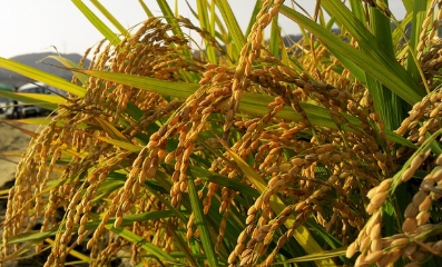 📜 양곡관리법 개정안이란? 배경과 기본 개념