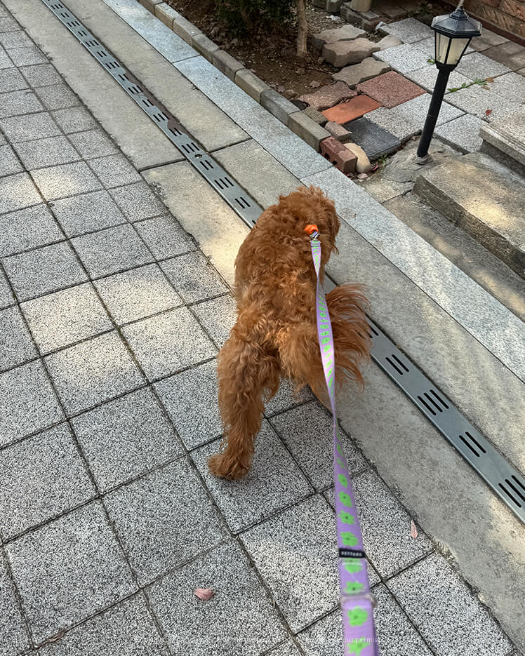 산책하는 강아지