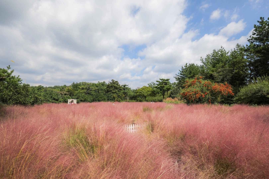 10월 지역축제 제주 가을 축제 핑크뮬리