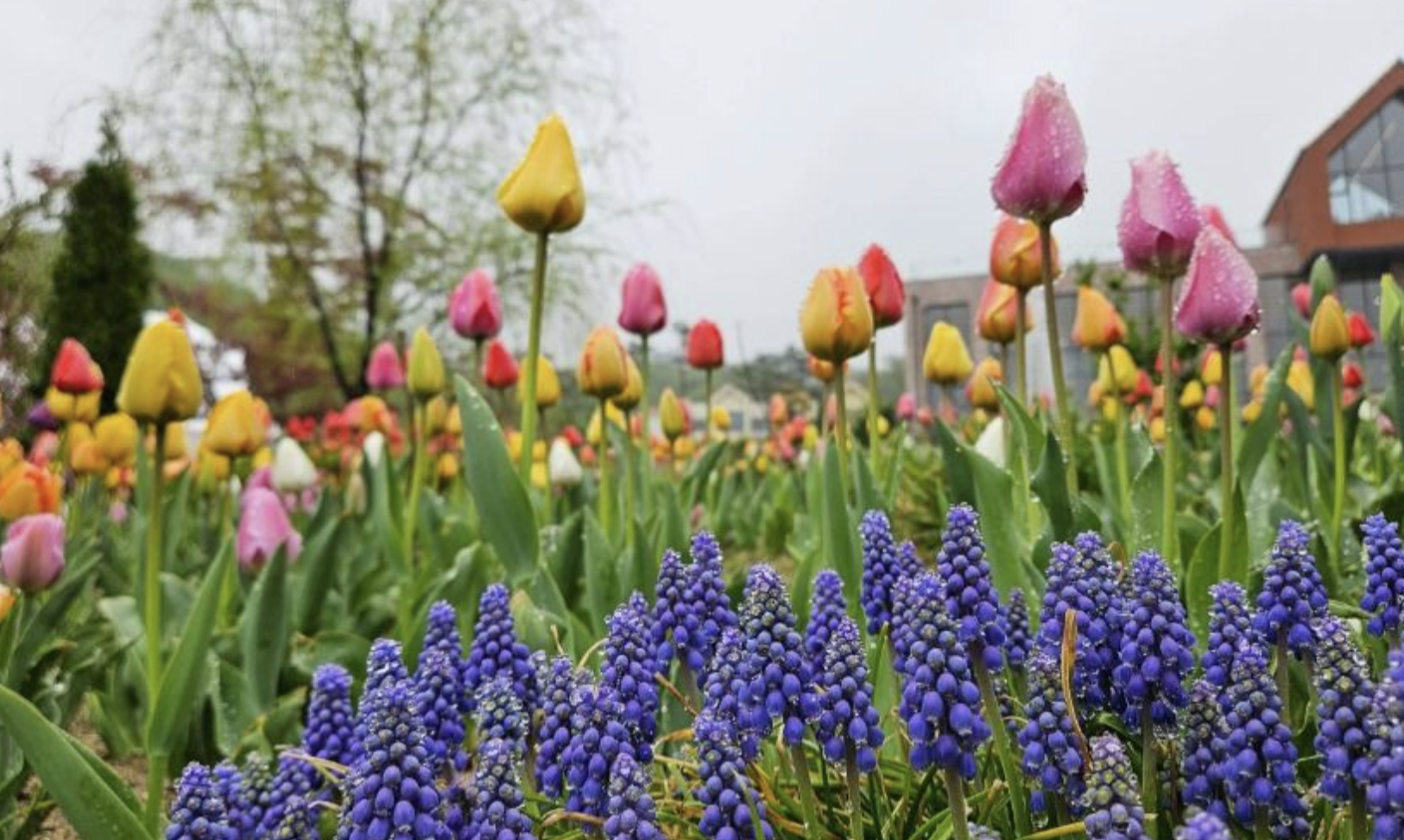 용인자작나무숲 정원