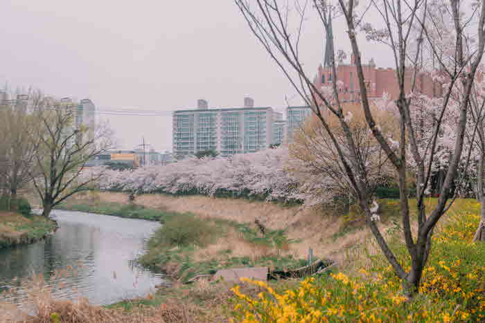 2024 전국 벚꽃 명소 추천