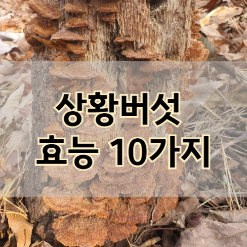 상황버섯 효능