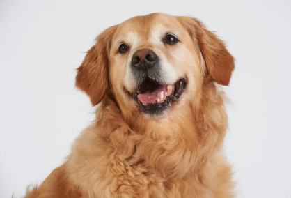 골든 리트리버