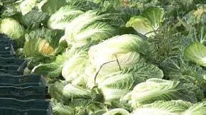 농할상품권 사용처 구매방법 할인 2024