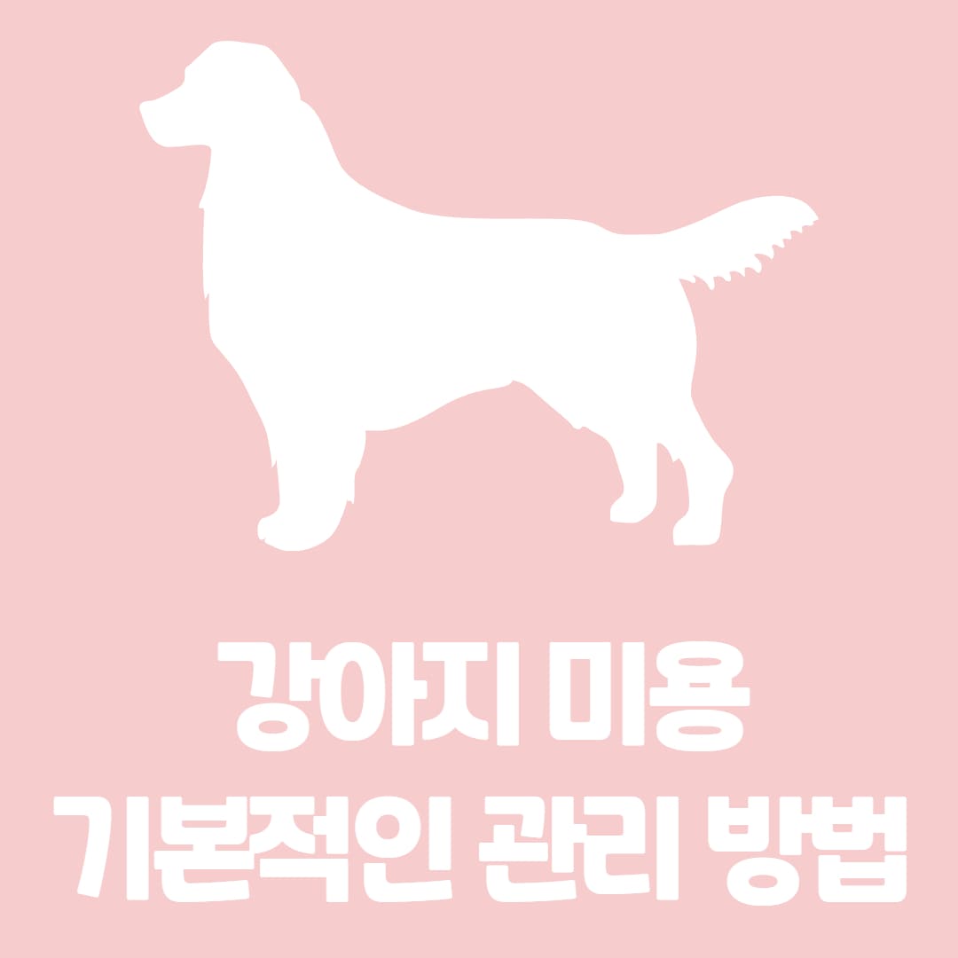 강아지 미용, 털 손질, 발톱 관리 등 기본적인 관리 방법 알아보자