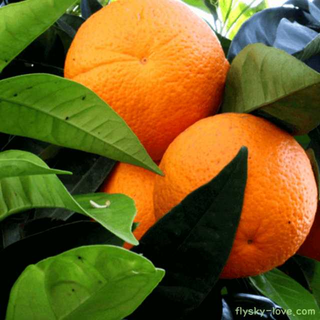 스윗오렌지 (Sweet Orange), 스윗오렌지 오일