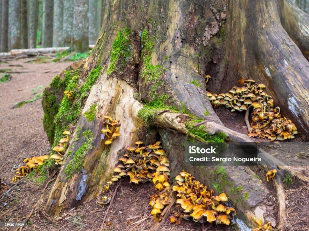 균근버섯과 나무 뿌리의 공생 관계