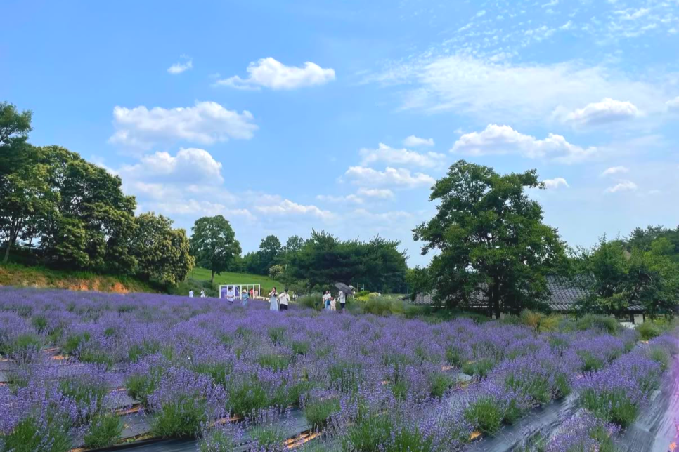 고성 하늬라벤더팜 라벤더 축제